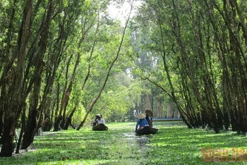 Rừng tràm Trà Sư (tỉnh An Giang), vùng ngập nước có giá trị đa dạng sinh học cao và là điểm du lịch sinh thái hấp dẫn. (Ảnh: Mỹ Hạnh)