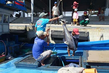 Ngư dân huyện Tuy An, Phú Yên đang bốc dỡ cá ngừ đại dương tại cảng cá Tiên Châu, xã An Ninh Tây.
