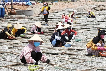 Sau khi được đào tạo nghề chế biến hải sản, nhiều phụ nữ ở xã Thanh Hải, huyện Ninh Hải, tỉnh Ninh Thuận được tuyển dụng vào các cơ sở chế biến cá cơm hấp, tăng thu nhập.