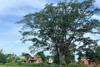 Cây cổ thụ hàng trăm tuổi xanh tốt quanh năm che chở cuộc sống yên bình cho đồng bào M’nông ở buôn M’liêng.