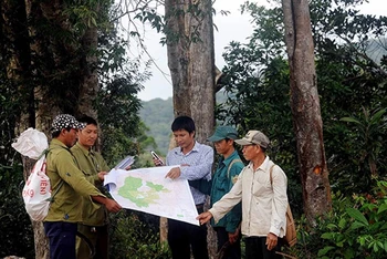 Cán bộ Ban Quản lý rừng phòng hộ Vân Cảnh (Bình Định) đối chiếu bản đồ và thực tế giao khoán diện tích rừng cho các hộ dân tham gia quản lý, bảo vệ. Ảnh: QUANG QUYẾT (TTXVN).