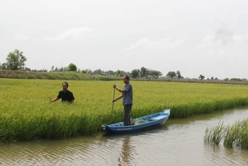 Mô hình lúa tôm thích ứng biến đổi khí hậu đạt hiệu quả cao tại vùng ven biển huyện Thạnh Phú, tỉnh Bến Tre.