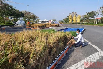 Ban tổ chức khẩn trương hoàn thành “Con đường lúa gạo” tại đường Võ Văn Kiệt, phường 9, TP. Vĩnh Long vào sáng 5/1. (Ảnh: BÁ DŨNG). 