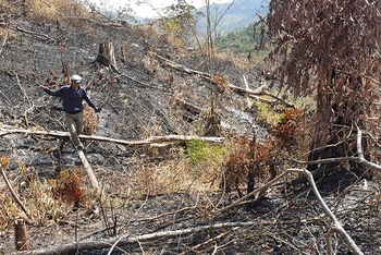 Nhiều diện tích rừng do Công ty trách nhiệm hữu hạn một thành viên lâm nghiệp Ea H’leo quản lý bị tàn phá nặng nề.