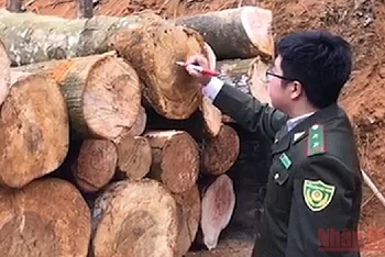 Cán bộ Hạt Kiểm lâm rừng ATK Định Hóa đo đếm, thu giữ số gỗ khai thác trái phép tại hiện trường. 
