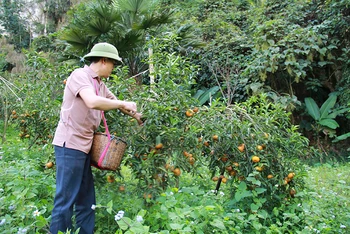 Người dân tỉnh Sơn La thu hoạch quýt.