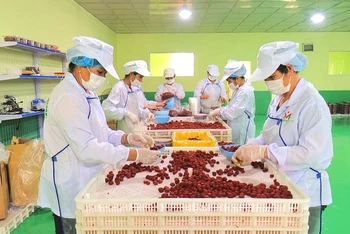 Hoạt động sản xuất tại nhà máy của Công ty TNHH Việt Nam Misaki tại Khu công nghiệp Thanh Bình, huyện Chợ Mới.