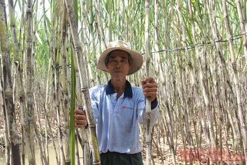Hướng tới phát triển bền vững mía đường Việt Nam