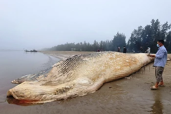 Xác cá voi trôi dạt vào bờ biển huyện Quảng Xương, tỉnh Thanh Hóa.