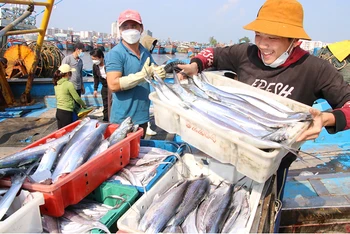 Niềm hạnh phúc bình yên của ngư dân trên cảng cá Thọ Quang.