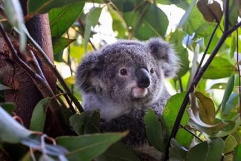 Loài gấu koala ở Australia đang đối mặt với nhiều mối đe dọa, bao gồm dịch bệnh, sự nóng lên toàn cầu và việc chặt phá rừng gây hủy hoại môi trường sống của chúng. (Ảnh: Getty)