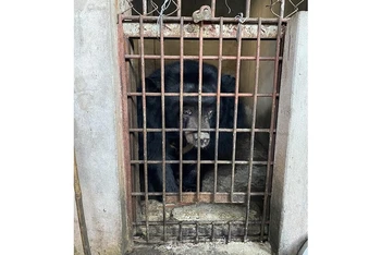 Một trong số 9 cá thể gấu trước khi được cứu hộ tại tỉnh Bình Dương trong 2 ngày 10-11/2/2022. (Ảnh: ENV cung cấp)