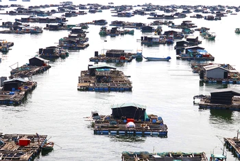Nuôi cá lồng bè trên biển ở xã đảo Hòn Nghệ, huyện Kiên Lương, tỉnh Kiên Giang. (Ảnh VIỆT TIẾN)