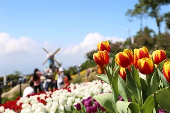Rực rỡ sắc hoa tulip trên đỉnh núi Bà Đen
