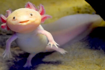 Axolotl, hay còn có tên khác là kỳ giông Mexico hay khủng long 6 sừng. (Nguồn: lithub.com)