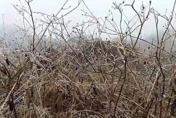 Băng tuyết xuất hiện tại các xã vùng cao huyện Quản Bạ, tỉnh Hà Giang.