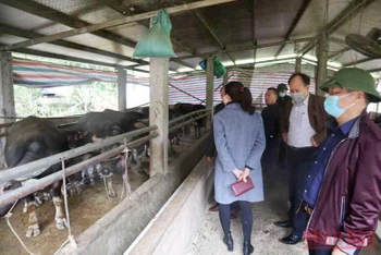 Đoàn kiểm tra của Sở Nông nghiệp và Phát triển Nông thôn kiểm tra việc chống rét cho trâu, bò tại  các xã vùng cao của huyện Ba Chẽ.