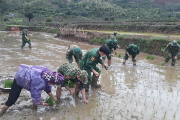 Cán bộ, chiến sĩ Đồn Biên phòng cửa khẩu Chiềng Khương thuộc Bộ Chỉ huy Bộ đội Biên phòng tỉnh Sơn La cấy lúa giúp hộ gia đình anh Quàng Văn Ban.