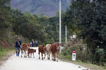 Người dân xã Búng Lao, huyện Mường Ảng, tỉnh Điện Biên chủ động đưa gia súc về chuồng khi nghe thông tin trời rét hại. (NGUYỄN NGA)