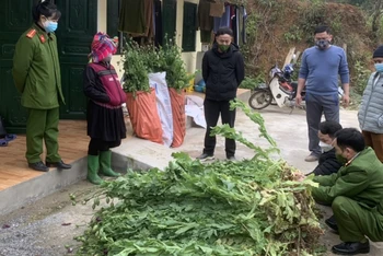 Công an huyện Yên Minh phát hiện hành vi trồng cây thuốc phiện trái phép tại xã Mậu Long.