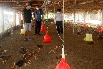 Một trang trại chăn nuôi gia cầm ở tỉnh Đồng Nai.