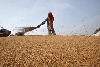  Giá lương thực thế giới tăng đáng kể. (Ảnh minh họa: Reuters/TTXVN)
