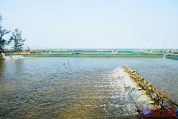 Hạ tầng vùng nuôi trồng thủy sản ở Quảng Ngãi thiếu đồng bộ dẫn đến sản xuất chưa hiệu quả.