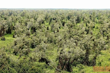 Khu vực Vườn Quốc gia U Minh Hạ hiện có hơn 1.200 ha rừng chuyển sang báo cháy cấp độ 3.