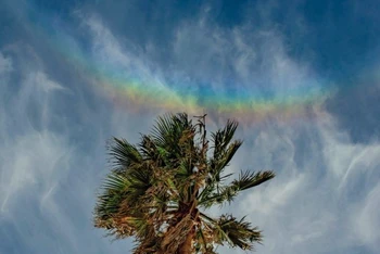 Cầu vồng ngược mọc phía trên cây cọ ở Ragusa, Sicily, Italy vào ngày 24/2. Ảnh: NASA/Marcella Giulia.