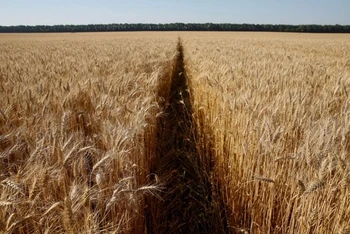 Cánh đồng lúa mì ở Ukraine. (Ảnh: Reuters)