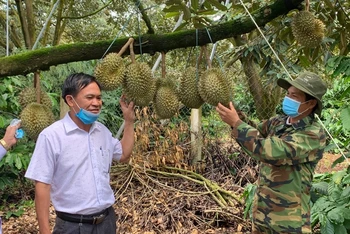 Những năm gần đây, sầu riêng đã trở thành cây trồng chủ lực và mang lại giá trị kinh tế cao cho người nông dân huyện Krông Pắc. 