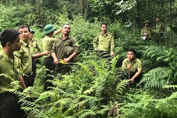 Kiểm lâm Vườn quốc gia Tam Đảo kiểm tra hiện trạng rừng.