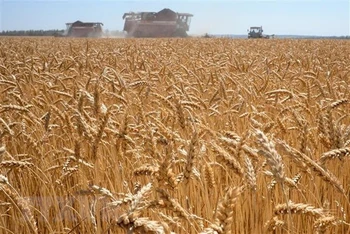 Một cánh đồng lúa mì tại Karpenkovo, Nga. (Ảnh: AFP/TTXVN)