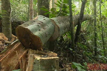 Hiện trường vụ phá rừng đầu năm 2022 tại Khu bảo tồn loài và sinh cảnh Nam Xuân Lạc, huyện Chợ Đồn. 