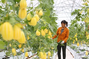 Hà Nội sẽ chú trọng đào tạo nghề ngắn hạn cho lao động nông nghiệp (Ảnh minh họa: Thành Đạt).