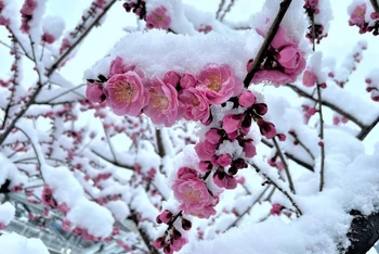 Tuyết cuối mùa ở Bắc Kinh