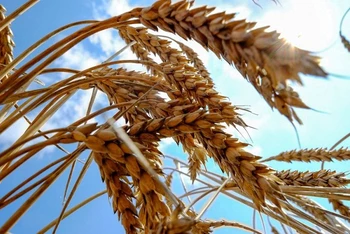 Cây lúa mì tại cánh đồng lúa mì gần thành phố Nikolaev, miền nam Ukraine. (Ảnh: REUTERS)