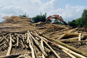 Điểm tập kết, thu mua gỗ keo tại huyện Sơn Hà.