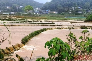 Mưa lớn gây ngập úng, thiệt hại ruộng vườn, nhà cửa của người dân huyện Si Ma Cai, tỉnh Lào Cai.