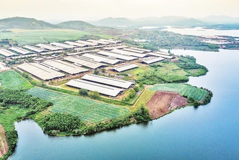 Trang trại bò sữa thuộc Cụm trang trại tập trung ứng dụng công nghệ cao quy trình sản xuất khép kín quy mô lớn nhất thế giới của Tập đoàn TH tại Nghệ An.