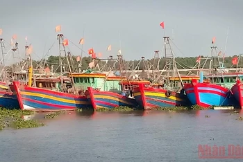 Tàu cá tại Thái Bình không ra khơi do giá nhiên liệu tăng cao.