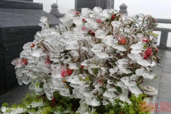 Băng giá phủ trắng cây hoa cảnh trên đỉnh Phan Xi Păng, Sa Pa, Lào Cai. 