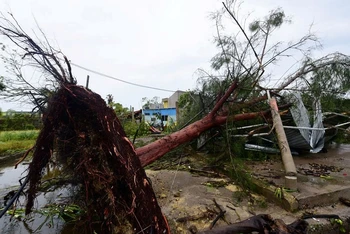 Cây xanh bị bật gốc khi bão Grace đổ bộ vào thị trấn Tecolutla, bang Veracruz, Mexico ngày 21/8/2021. (Ảnh: Reuters)