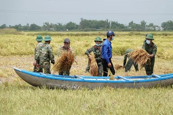Bộ đội giúp dân thu hoạch lúa.