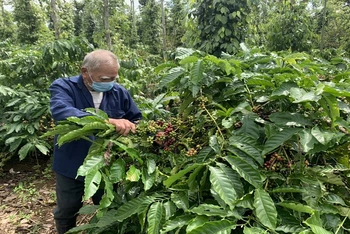 Người dân ở Đắk LắK kiểm tra sâu bệnh gây hại cho cây cà-phê. (Ảnh: Công Lý)