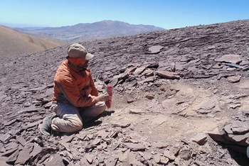 Một nhà cổ sinh vật học đang làm việc tại nơi tìm thấy hóa thạch loài pterosaur ở đồi Tormento thuộc sa mạc Atacama, vùng Atacama, Chile. (Ảnh: Đại học Chile/Reuters)