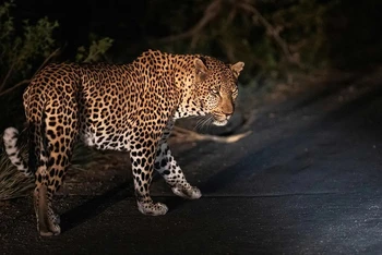 Một con báo đang di chuyển dọc theo con đường trong Vườn quốc gia Kruger ở Nam Phi. (Ảnh: Michele Spatari/AFP/Getty Images)