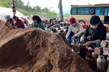 Đóng gói bịch nấm tại Hợp tác xã dịch vụ nông nghiệp Hợp Giang, huyện Bạch Thông.