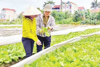 Chăm sóc rau vụ đông ở xã Vân Nội, huyện Đông Anh, Hà Nội. Ảnh: Sơn Hà