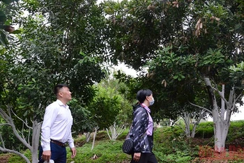 Vườn mắc-ca trên 5 năm tuổi, cho thu hoạch ổn định tại thành phố Điện Biên Phủ (Điện Biên).
